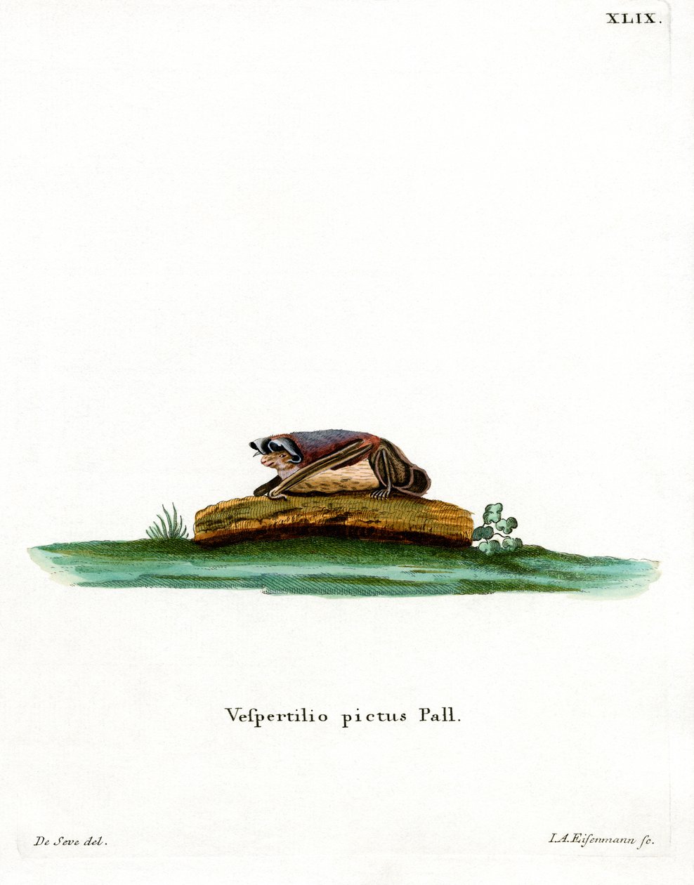 Buntfledermaus von German School