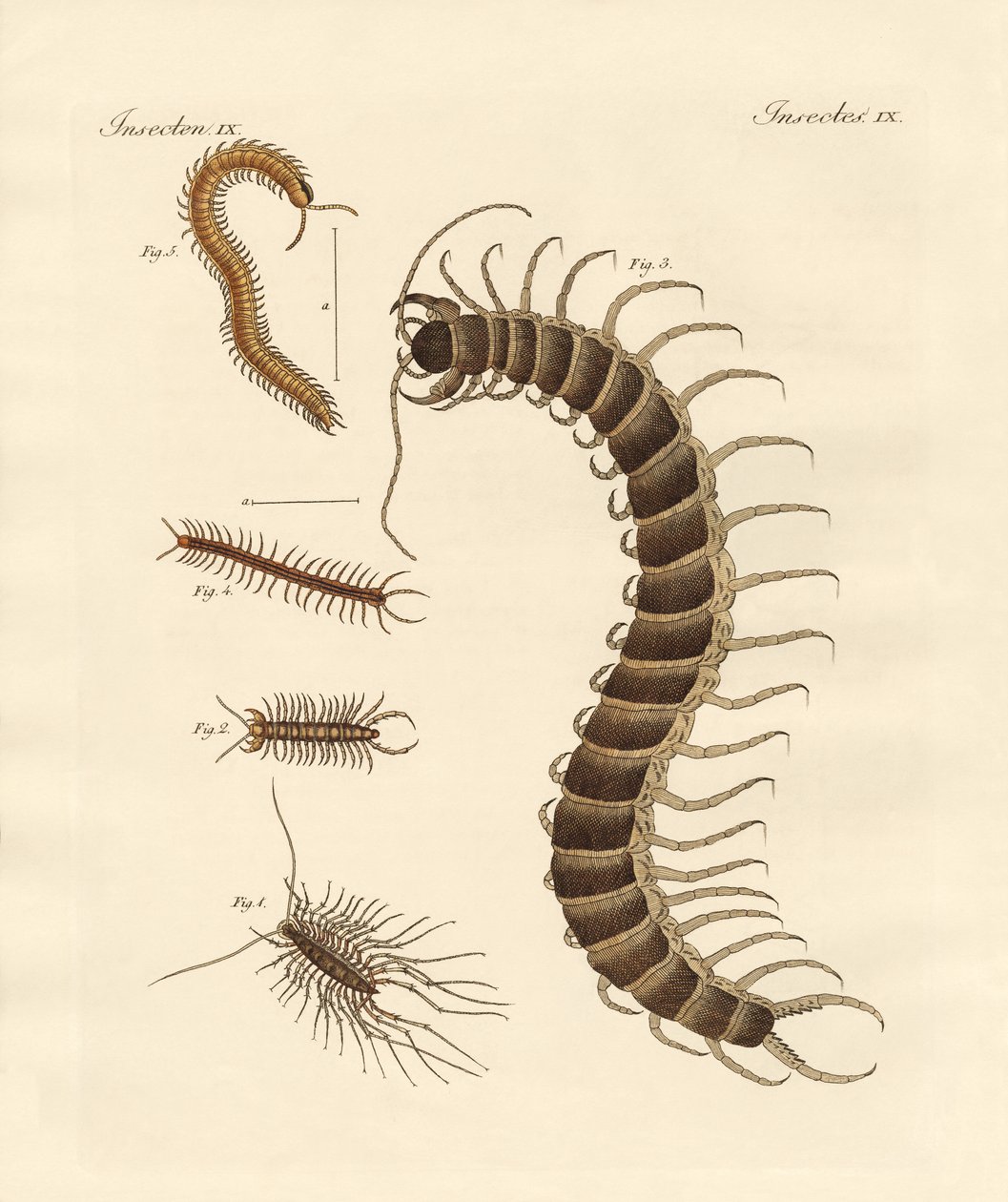 Seltsame Insekten von German School