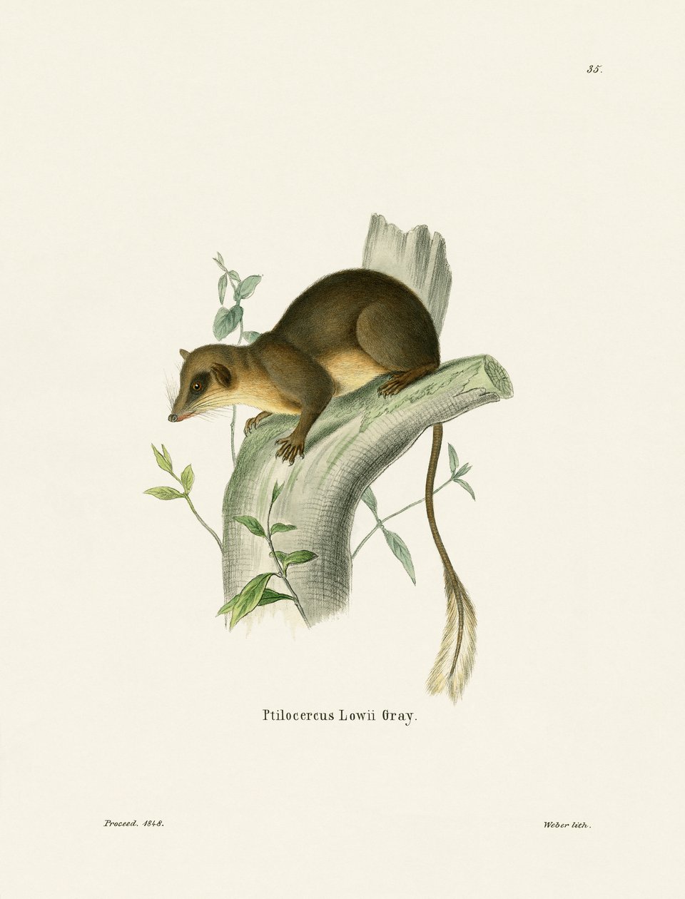 Federschwanz-Spitzhörnchen von German School