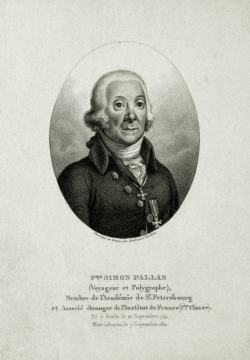 Peter Simon Pallas. (1741 – 1811) von German School