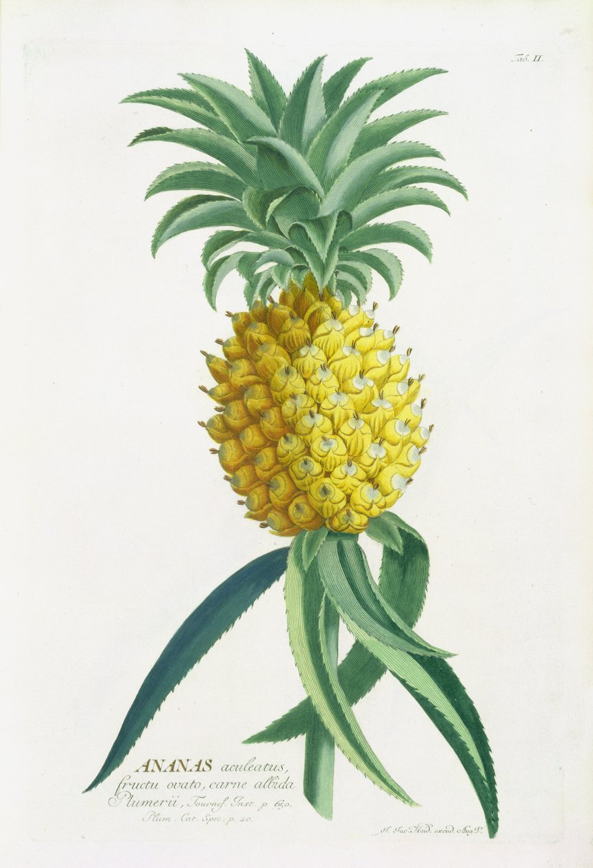 Ananas, graviert von Johann Jakob Haid (1704-67) von German School