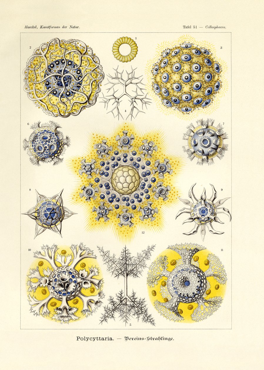 Polycyttaria von German School
