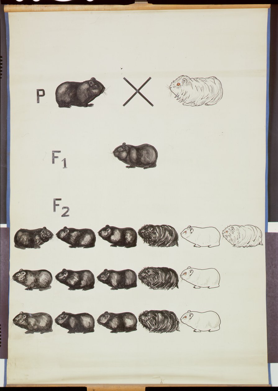 Poster, das Mendels Gesetz bei Meerschweinchen zeigt von German School