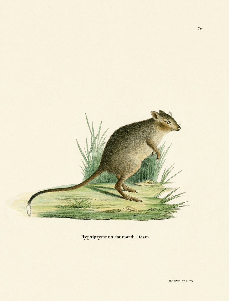 Potoroo (farbige Gravur) von German School