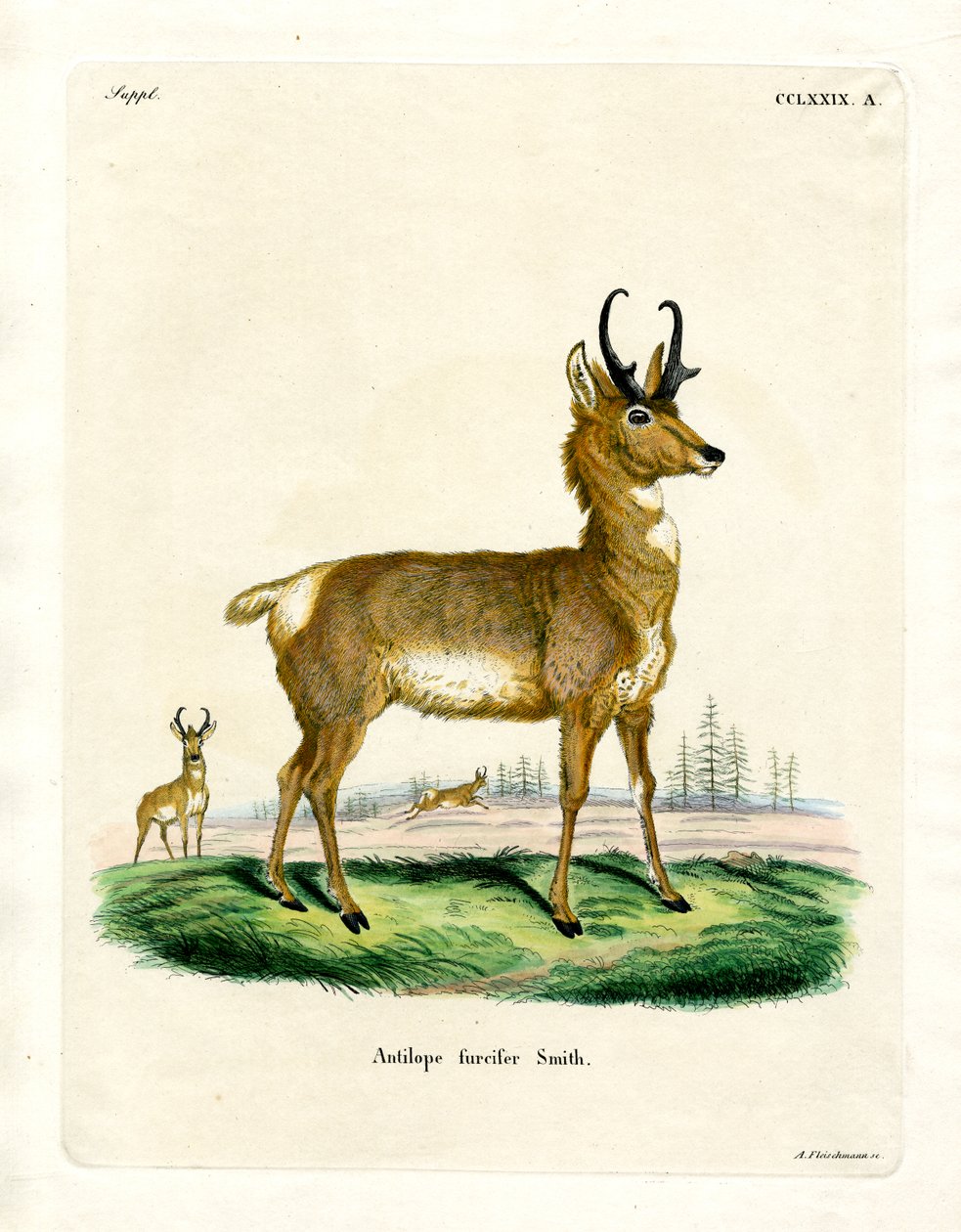 Gabelbock von German School