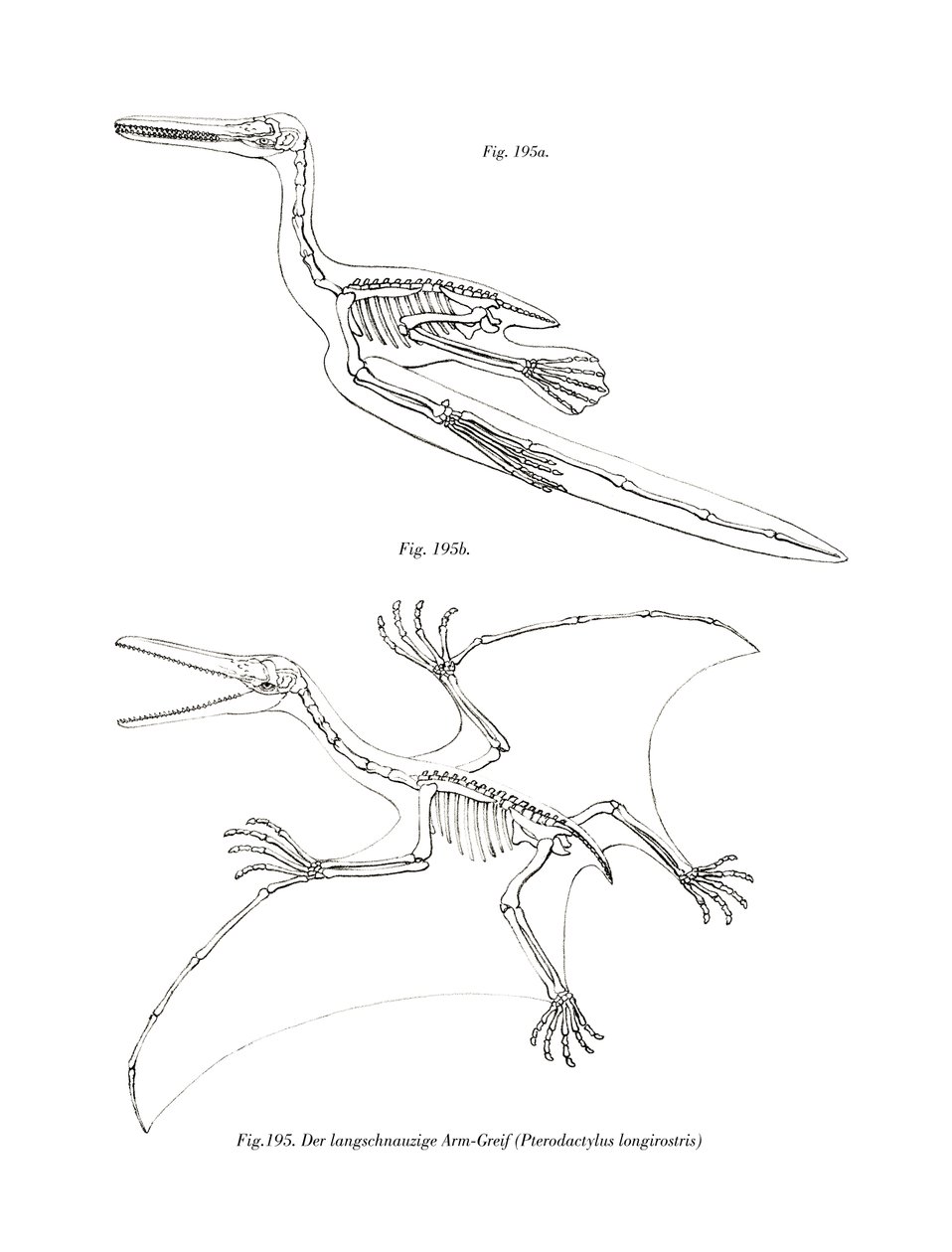 Pterodaktylus von German School