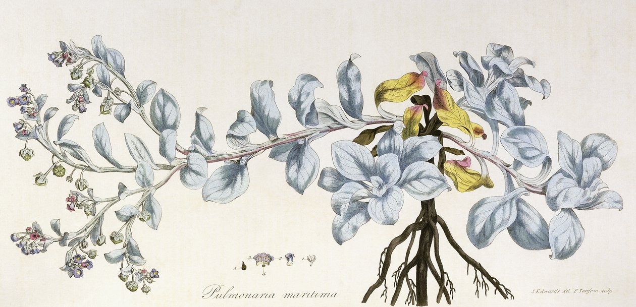 Pulmonaria Maritima, 1785-1788 von German School