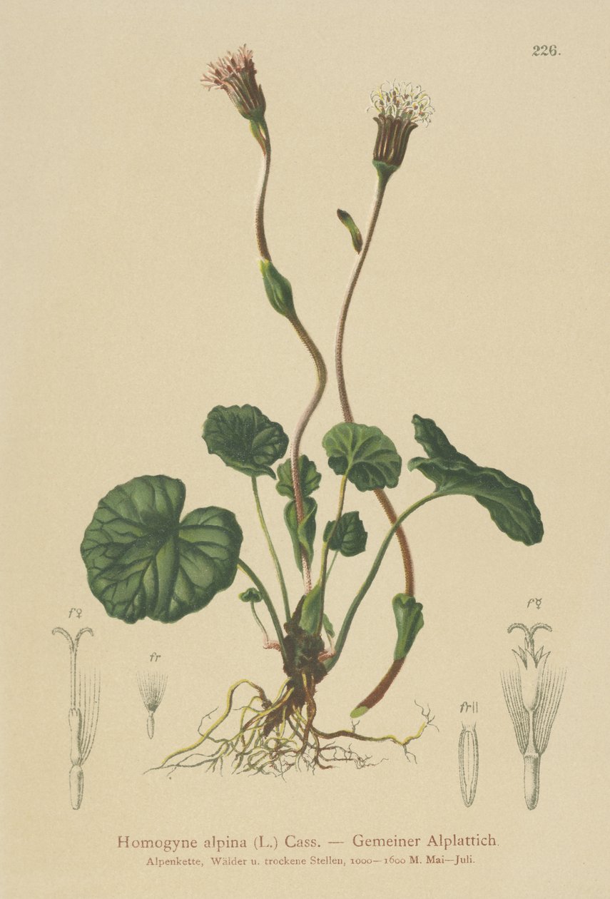 Alpen-Huflattich (Homogyne alpina) von German School