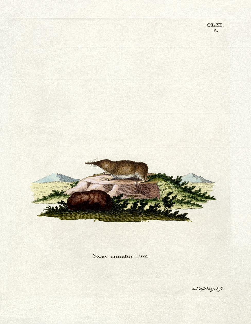 Zwergspitzmaus von German School