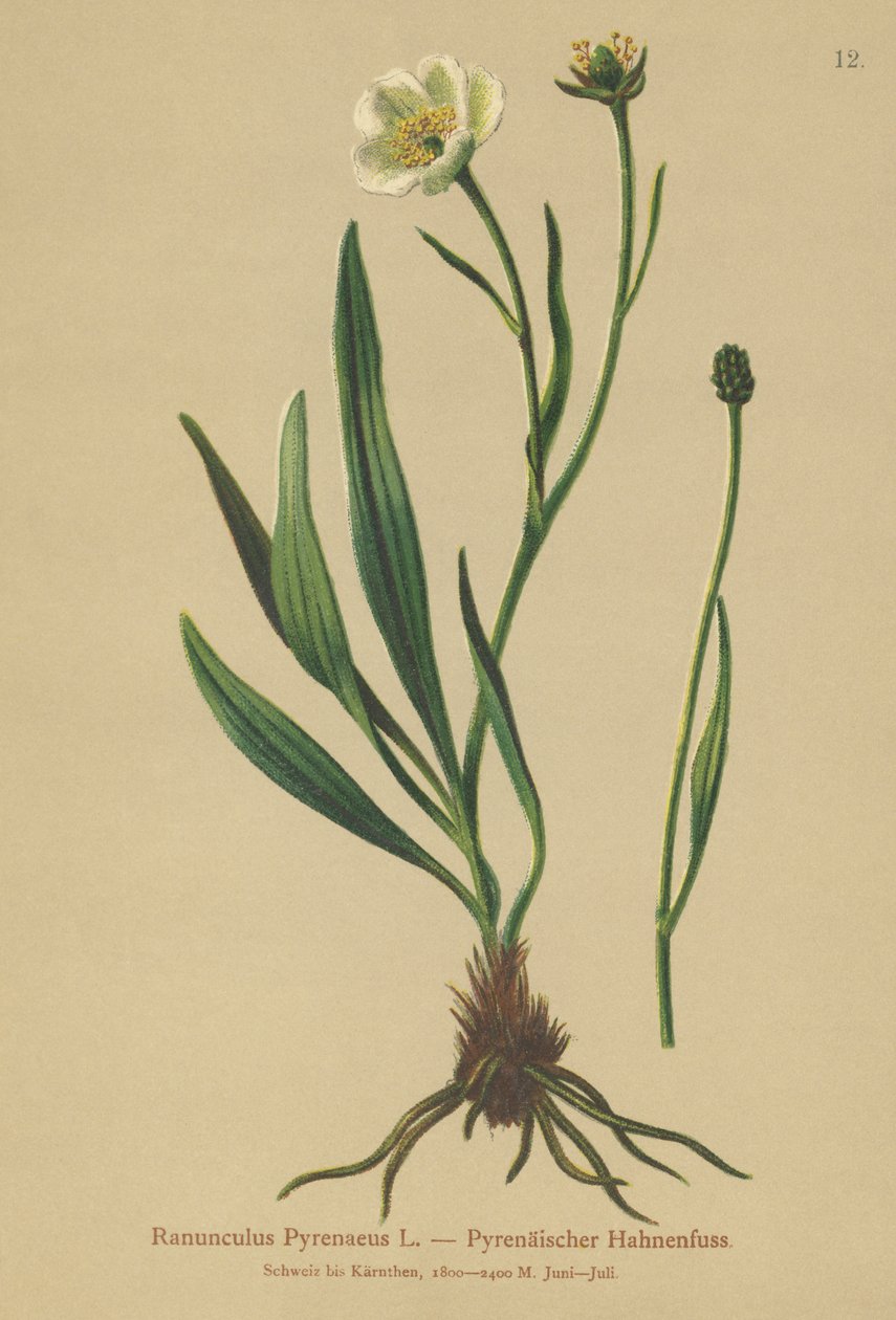 Pyrenäen-Hahnenfuß (Ranunculus Pyrenaeus) von German School