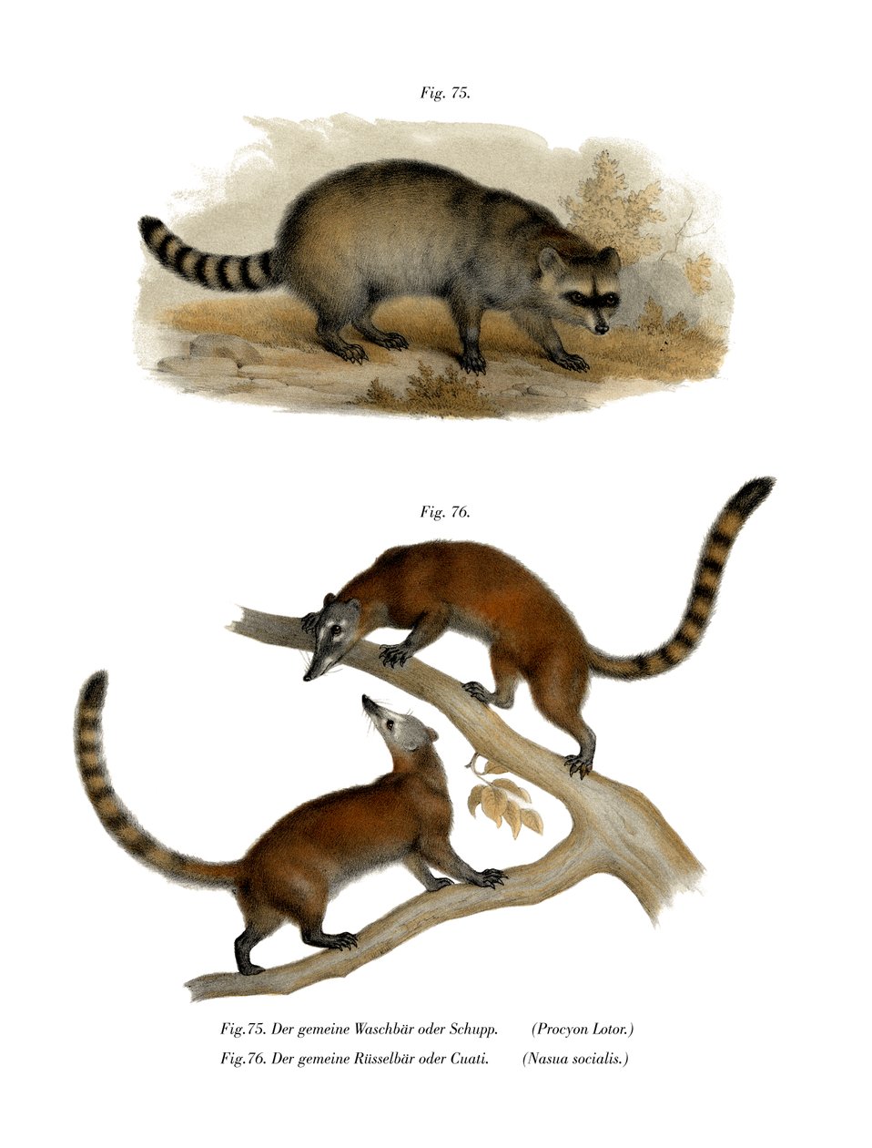 Waschbär, 1860 von German School