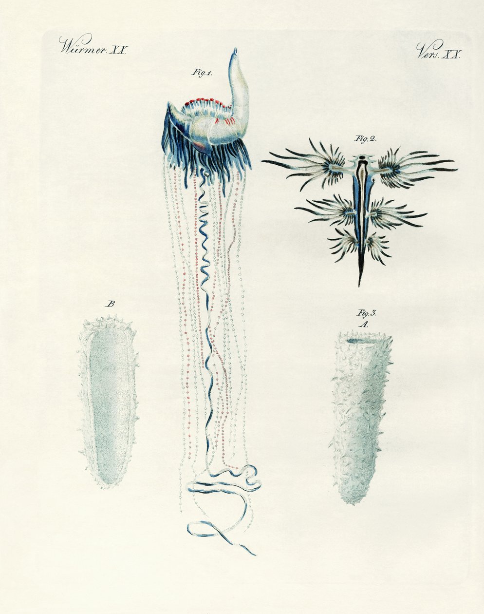 Seltene Arten von Weichtieren von German School