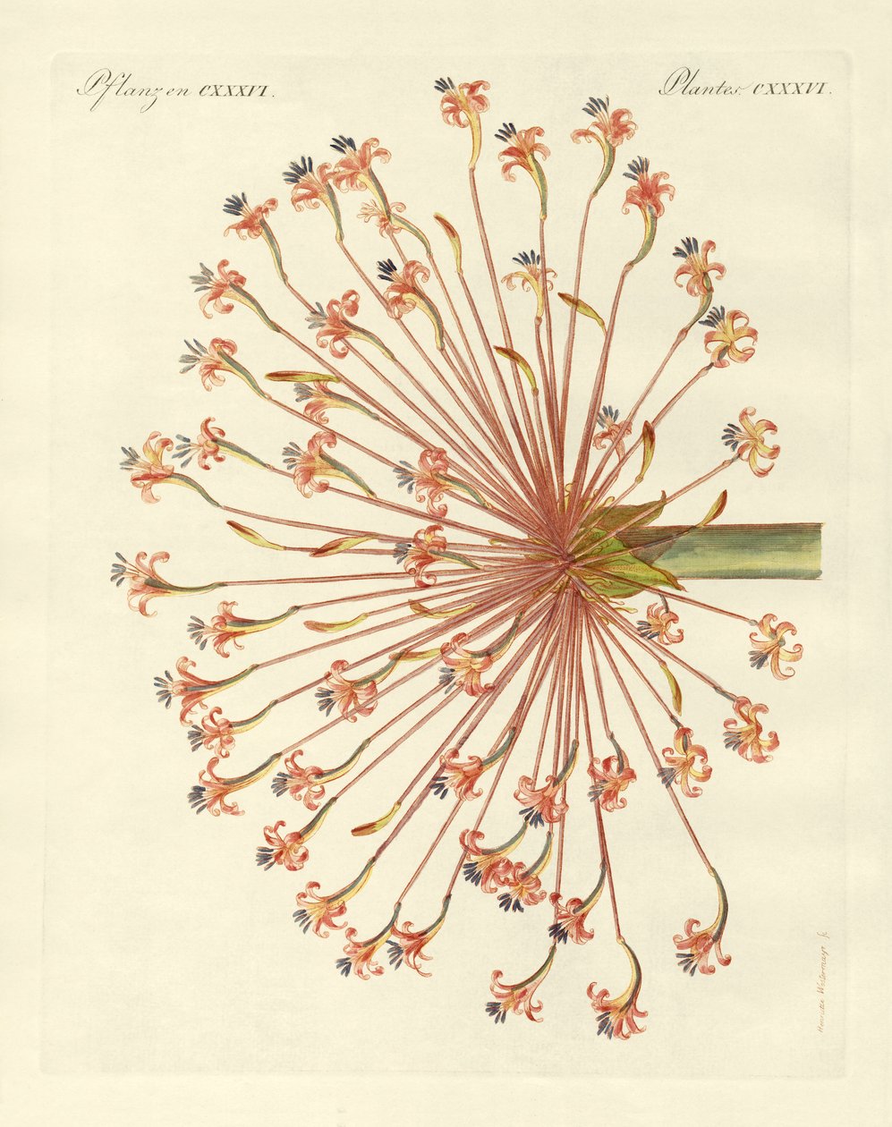 Seltene Zierpflanzen (Farbstich) von German School