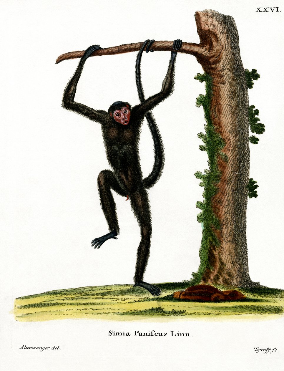 Rotgesichtiger Klammeraffe von German School