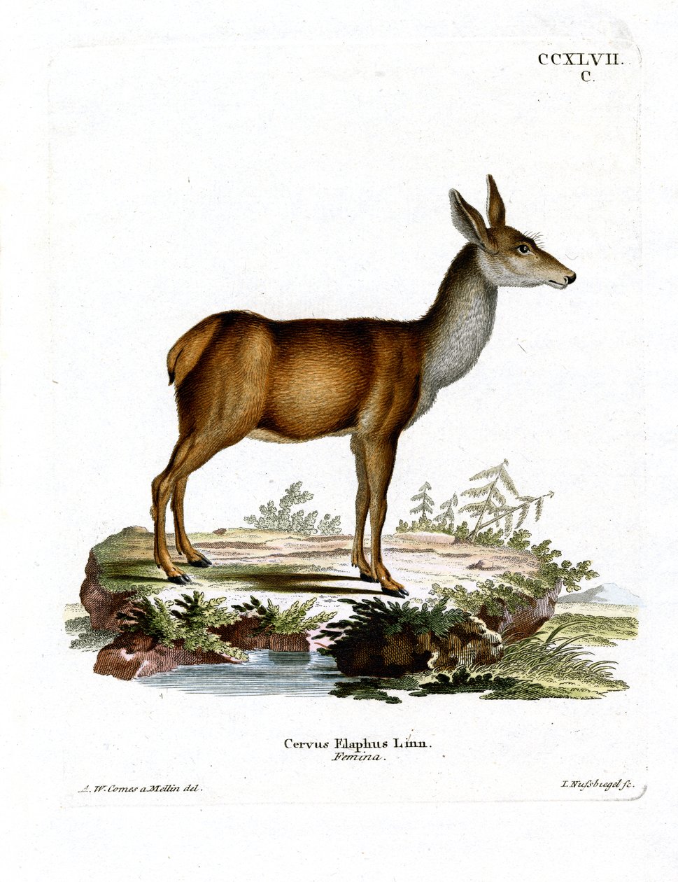 Rothirsch von German School