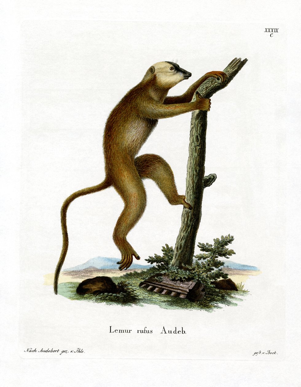 Roter Lemur von German School