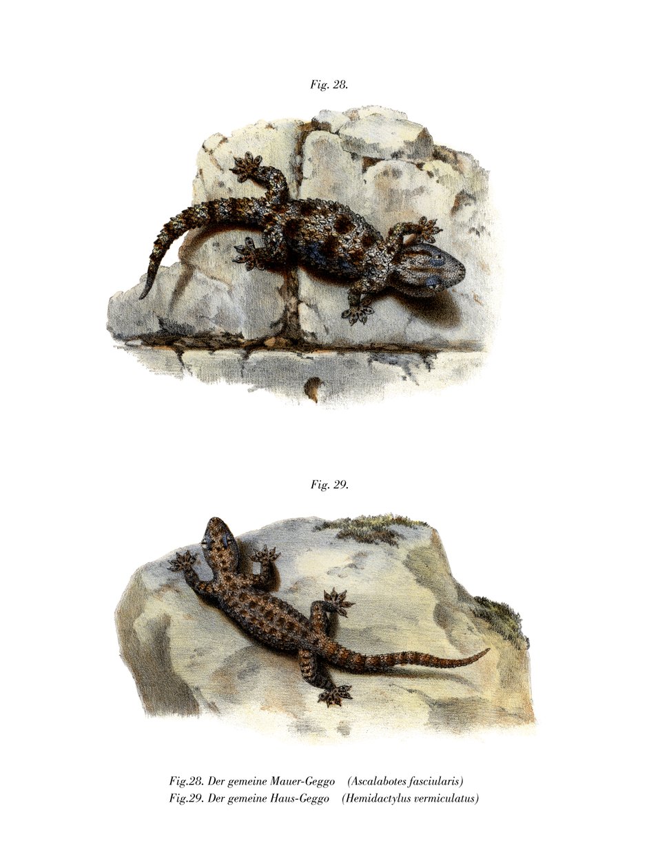 Ringmauer-Gecko von German School