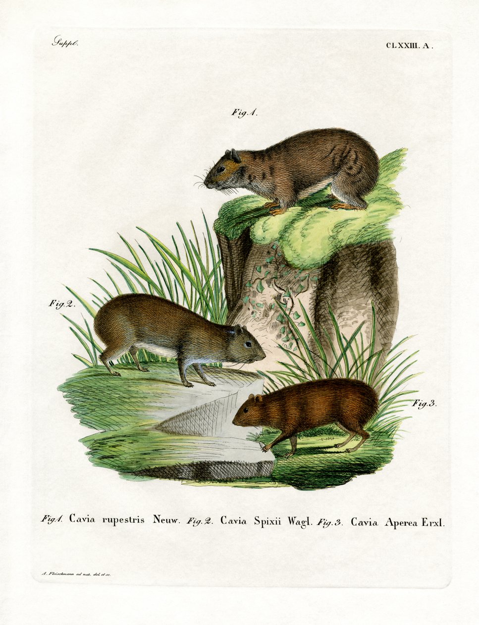 Felsenmeerschweinchen von German School