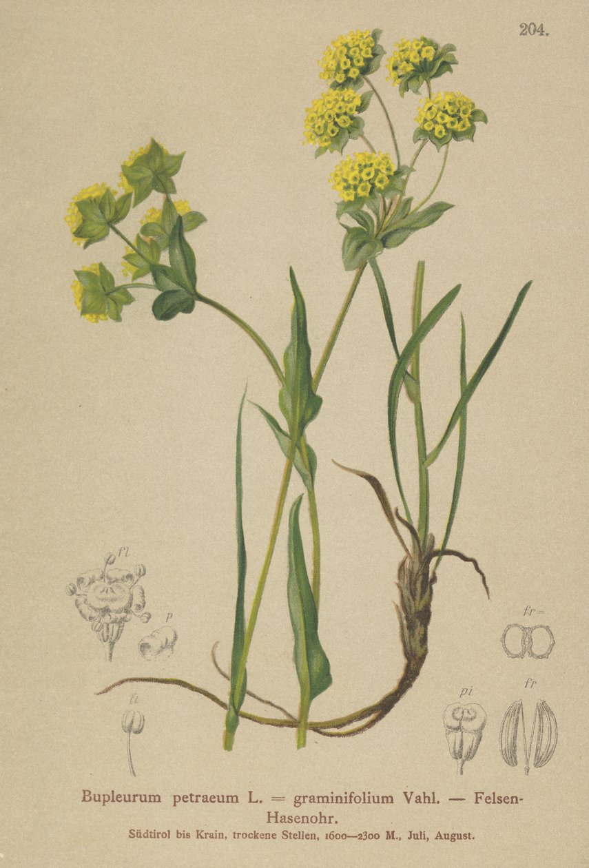 Felsen-Goldhafer (Bupleurum petraeum, Bupleurum graminifolium) von German School