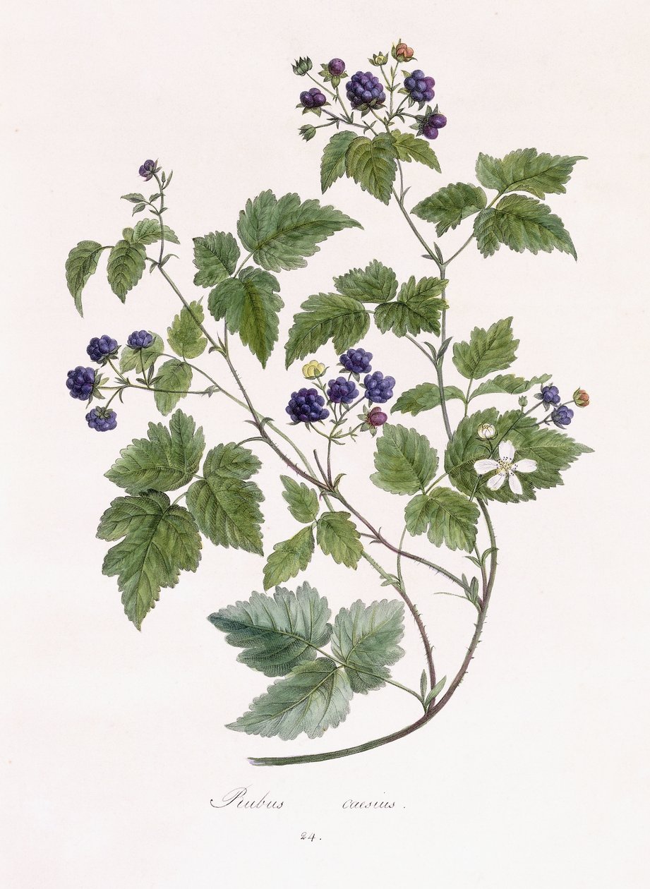 Rubus caesius von German School