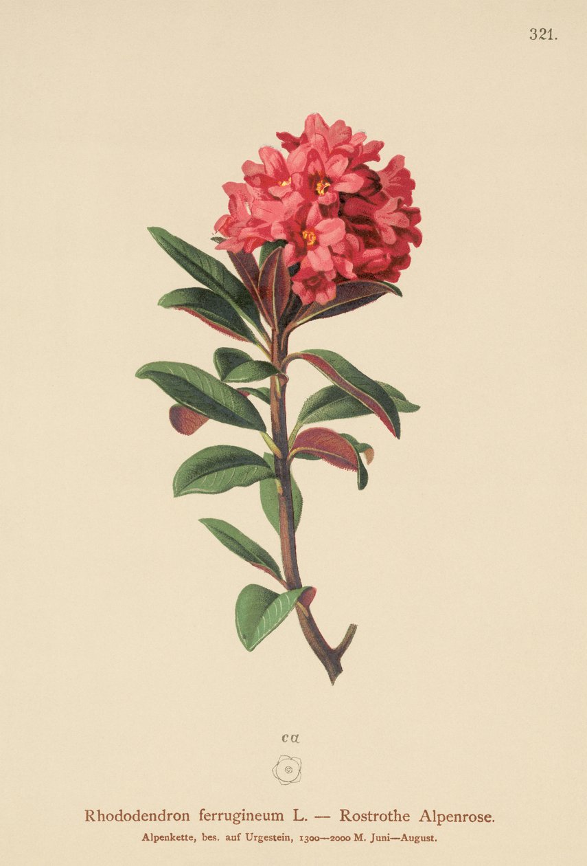 Rostblättrige Alpenrose von German School
