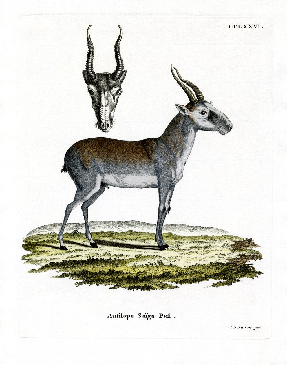 Saiga von German School