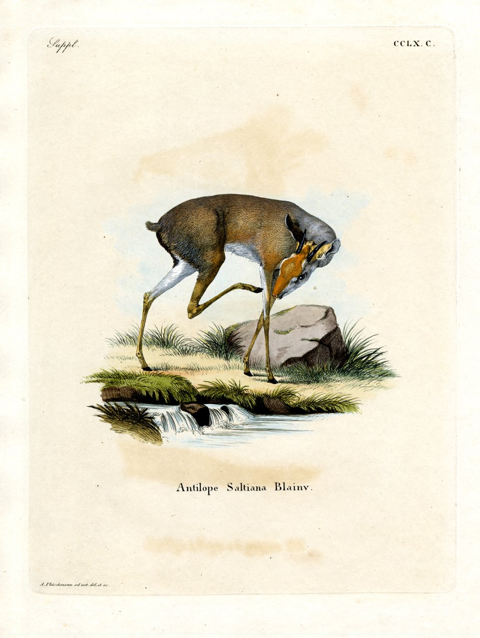 Salt-Dik-Dik von German School