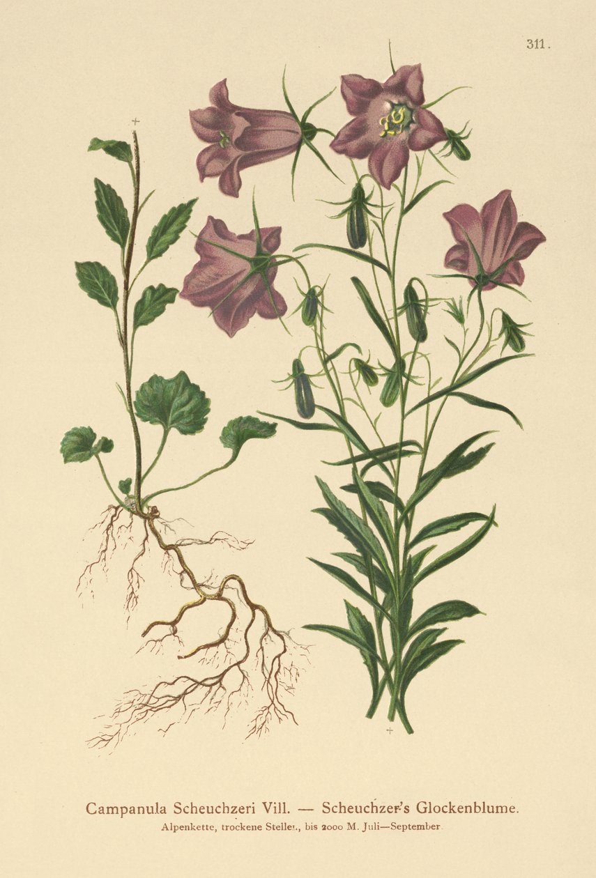 Scheuchzers Glockenblume von German School