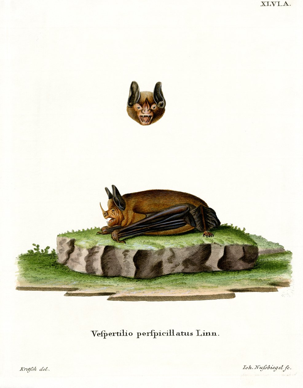 Sebas Kurzschwanzfledermaus von German School