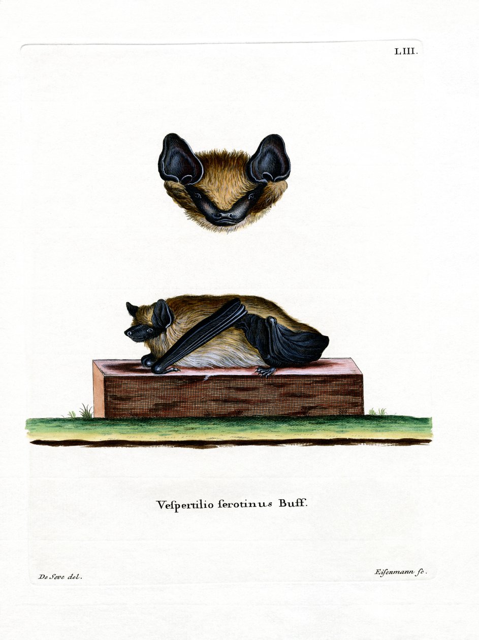Breitflügelfledermaus von German School