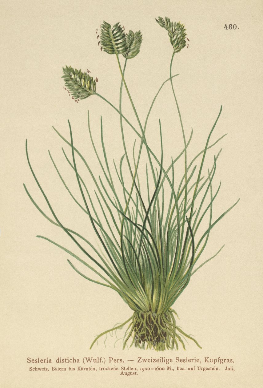 Seslerie (Sesleria disticha, Oreochloa disticha) von German School