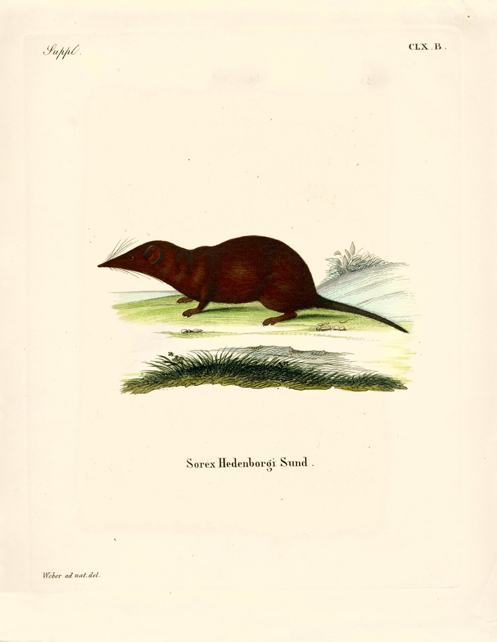Spitzmaus von German School