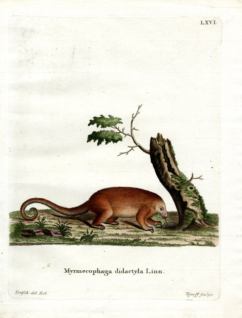 Seidenameisenbär von German School