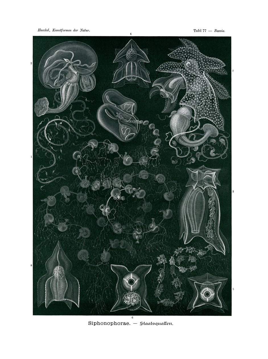 Siphonophorae von German School