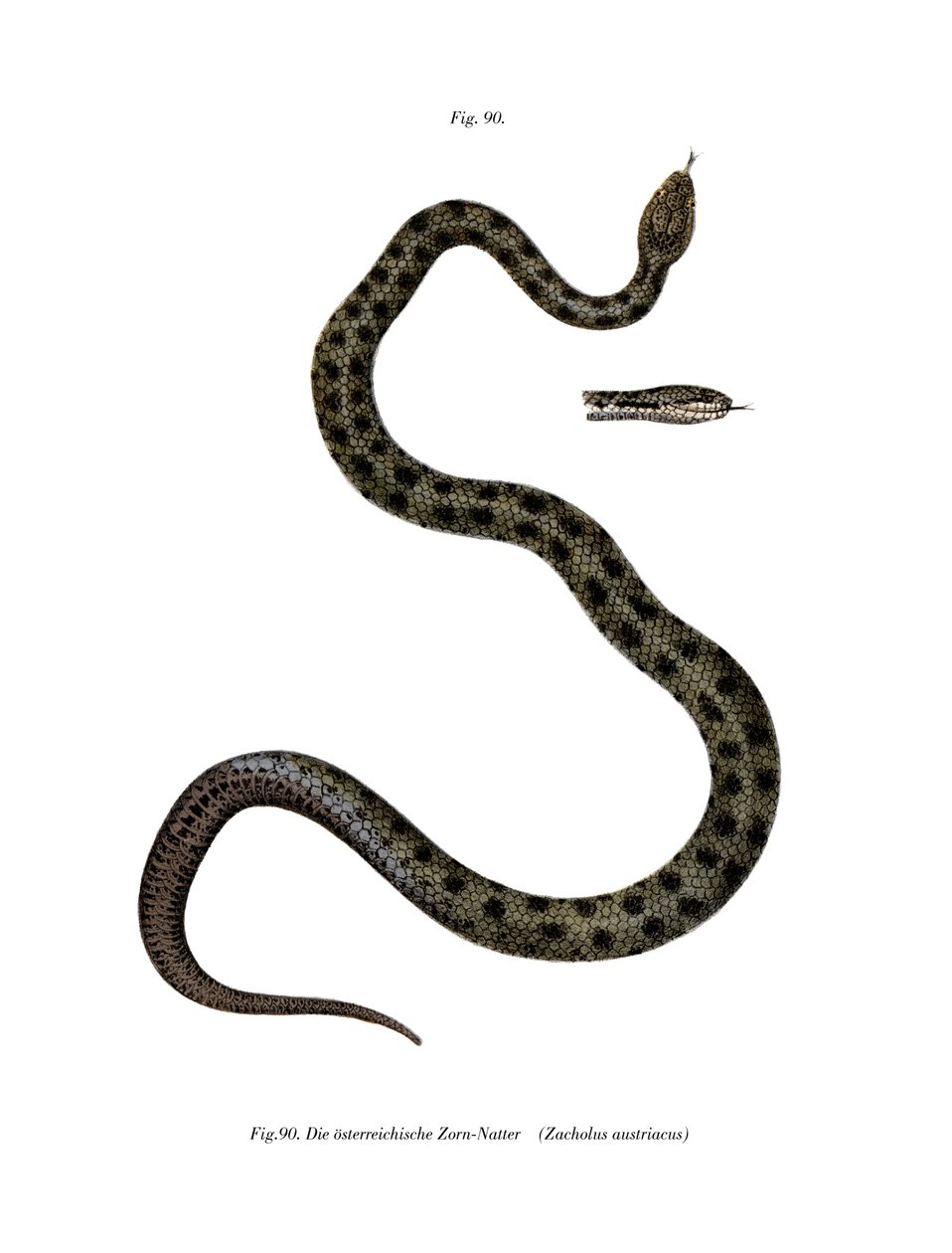 Glattnatter (Farblithografie) von German School