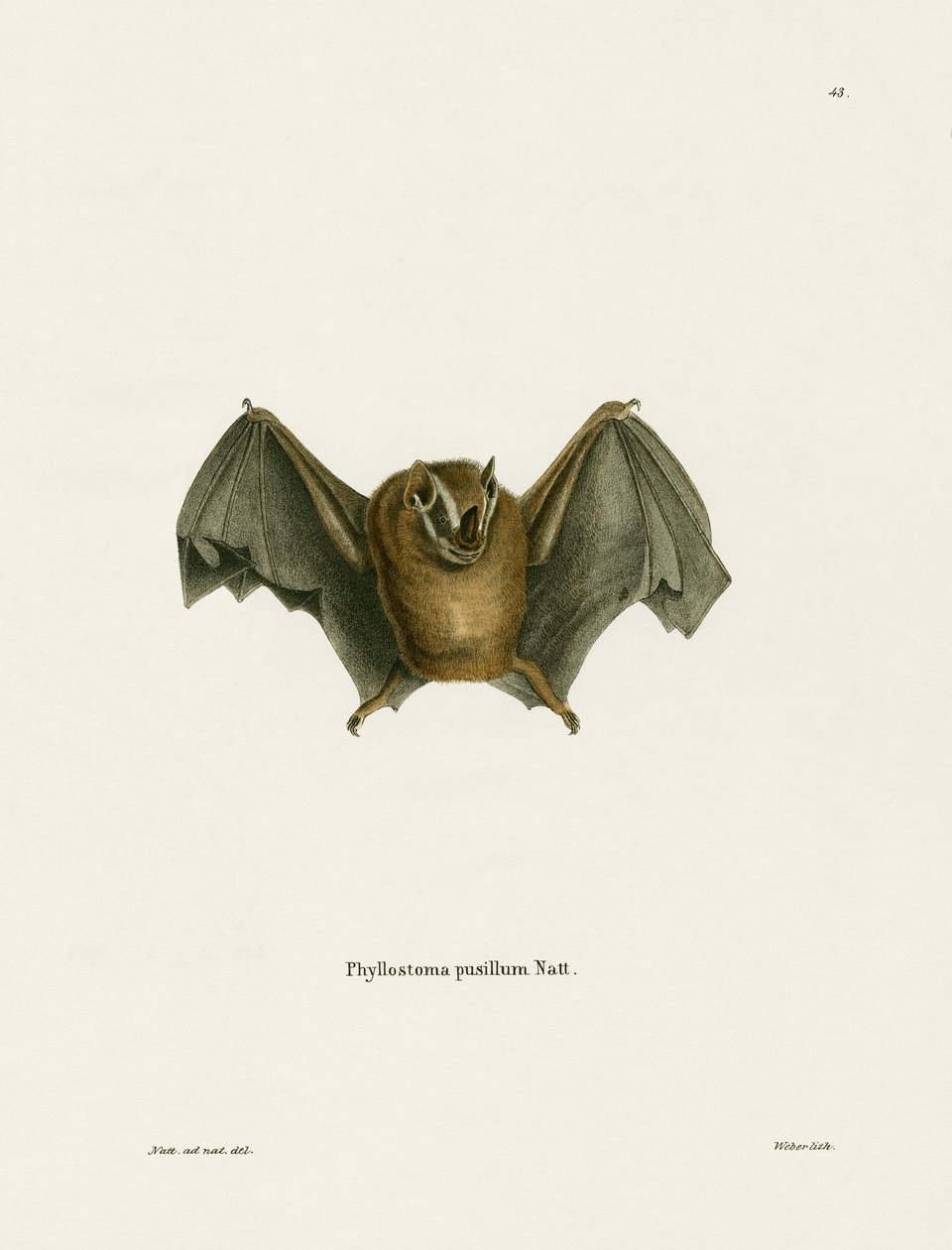 Südliche Kleine Gelbohrfledermaus von German School