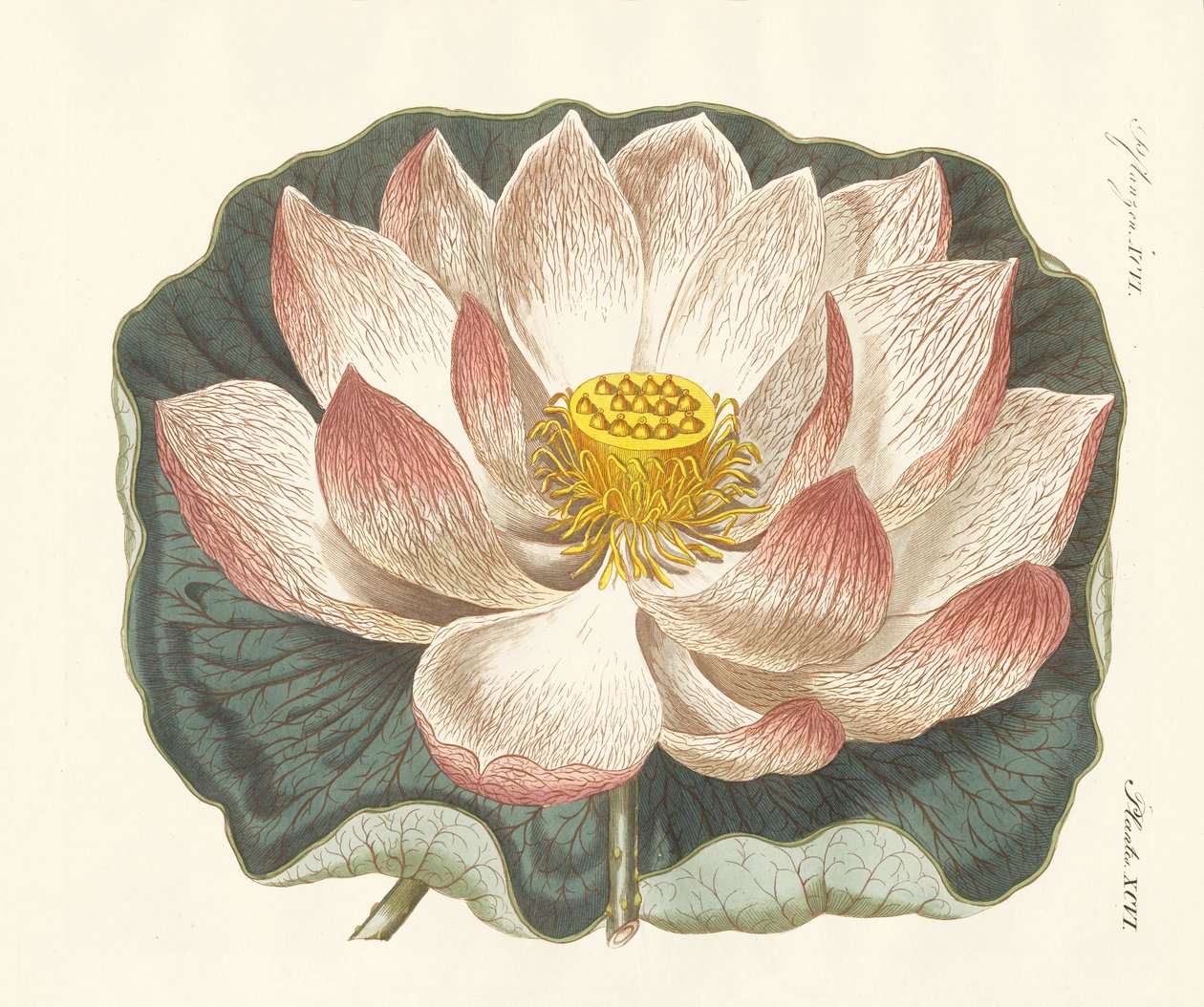 Prachtvolle Blumen von German School