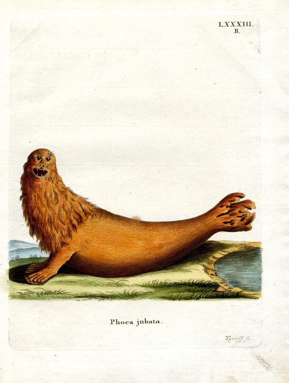 Stellerscher Seelöwe von German School