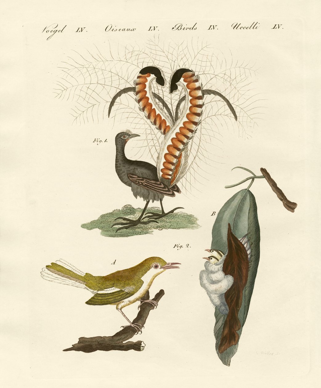 Seltsame Vögel von German School