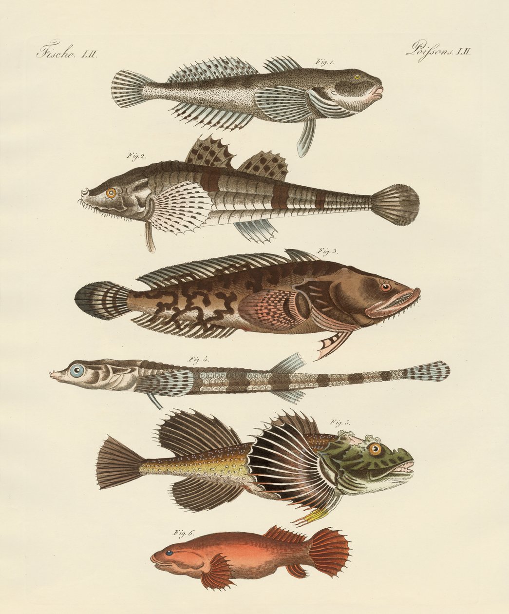 Seltsame Fische von German School