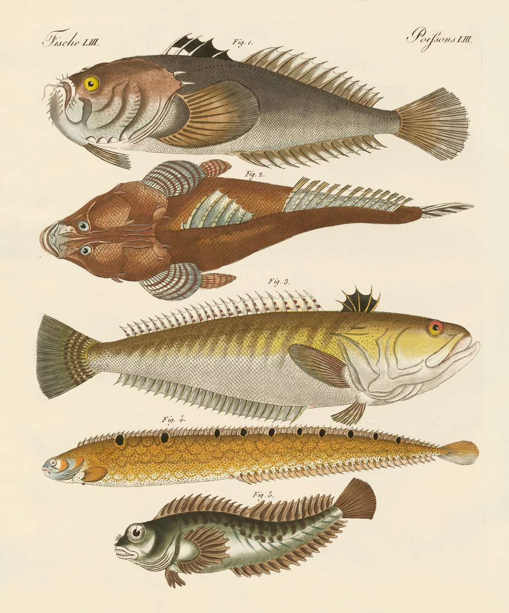 Seltsame Fische von German School