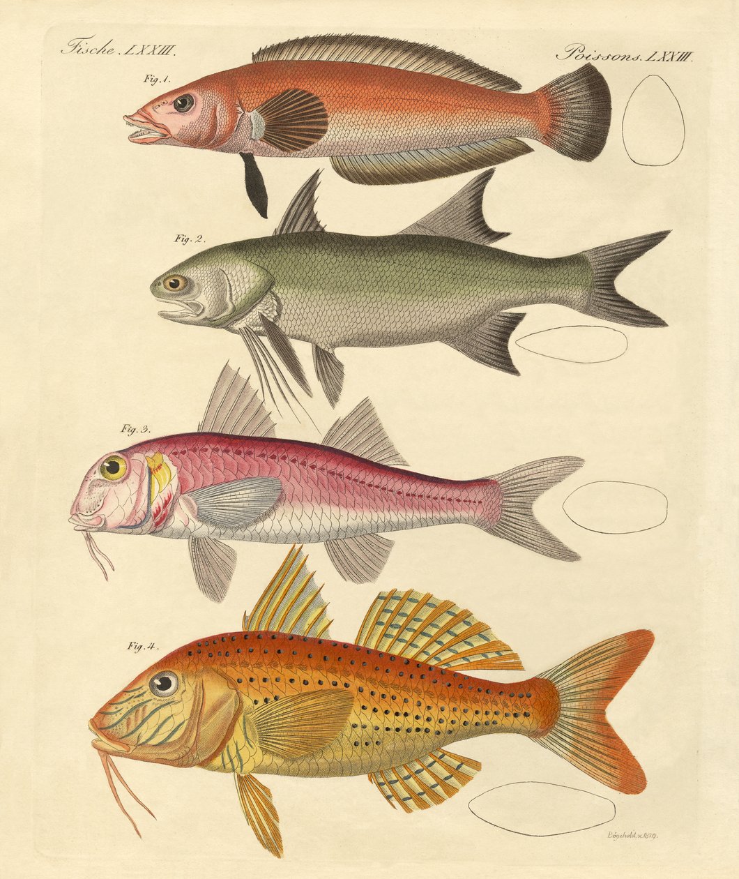 Seltsame Fische von German School