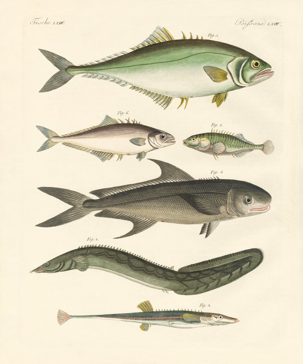 Seltsame Fische von German School