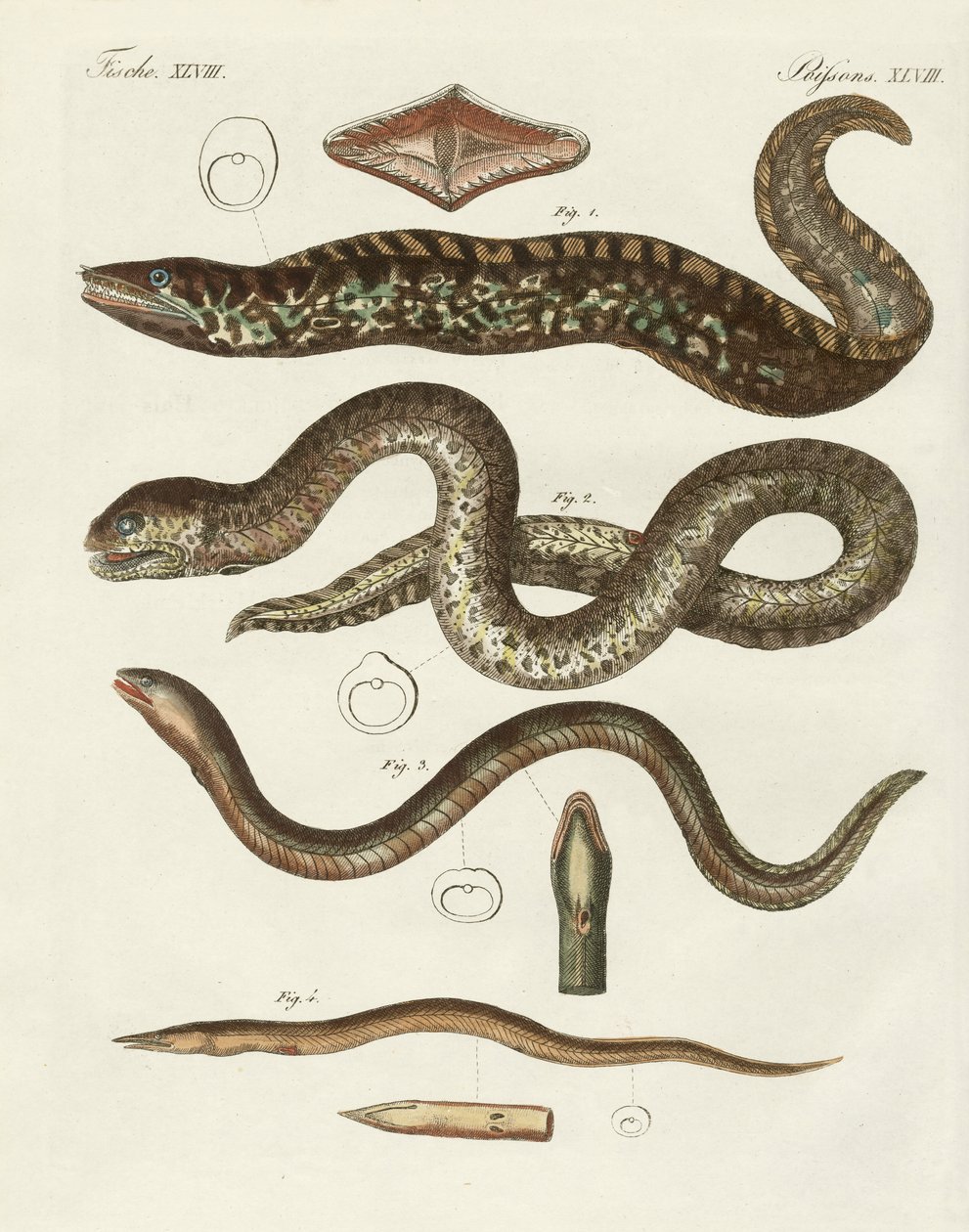 Seltsame Fische von German School