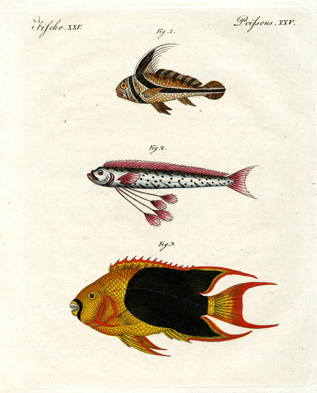 Seltsame Fische von German School