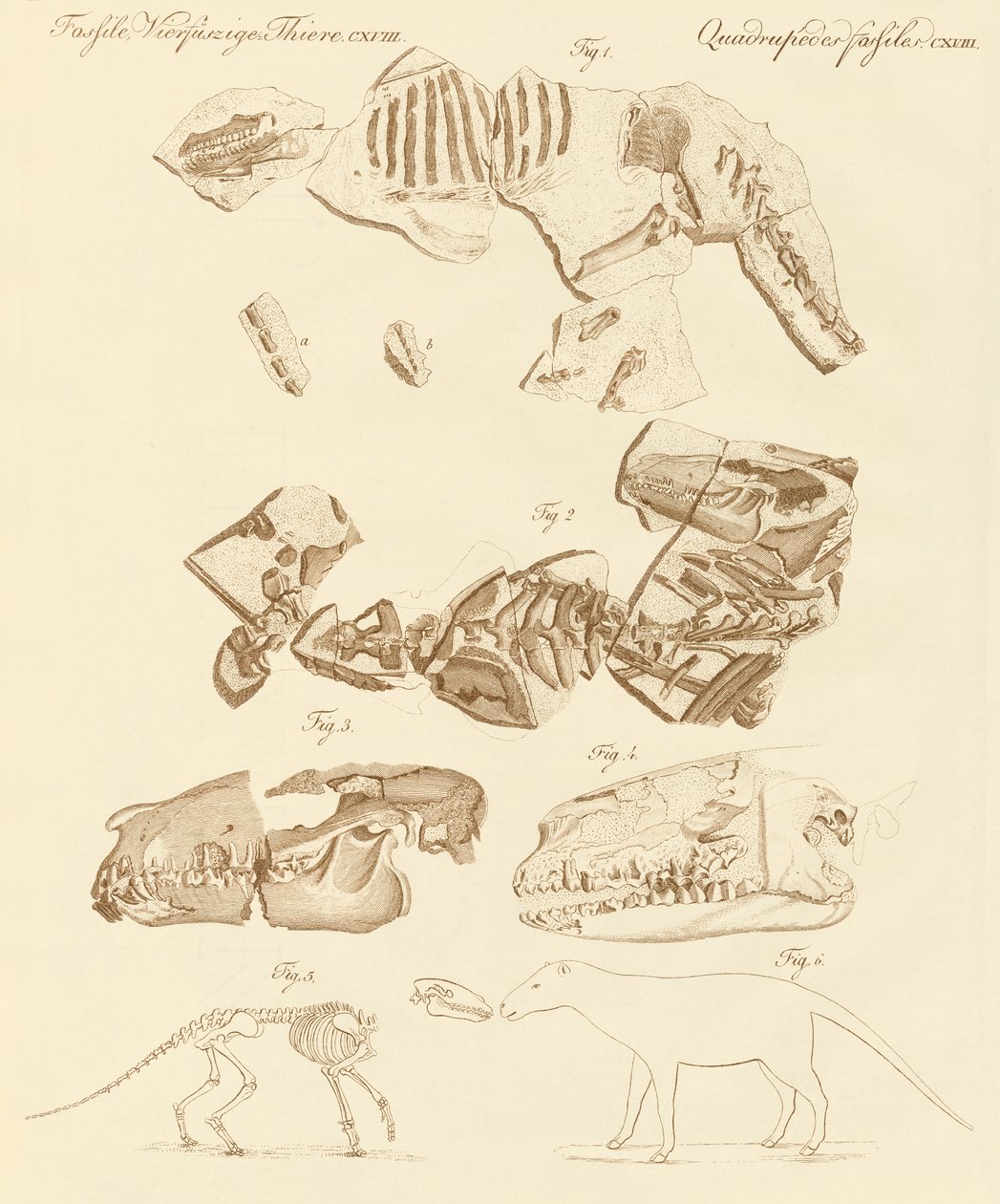 Seltsame Fossilien von vierfüßigen Tieren von German School