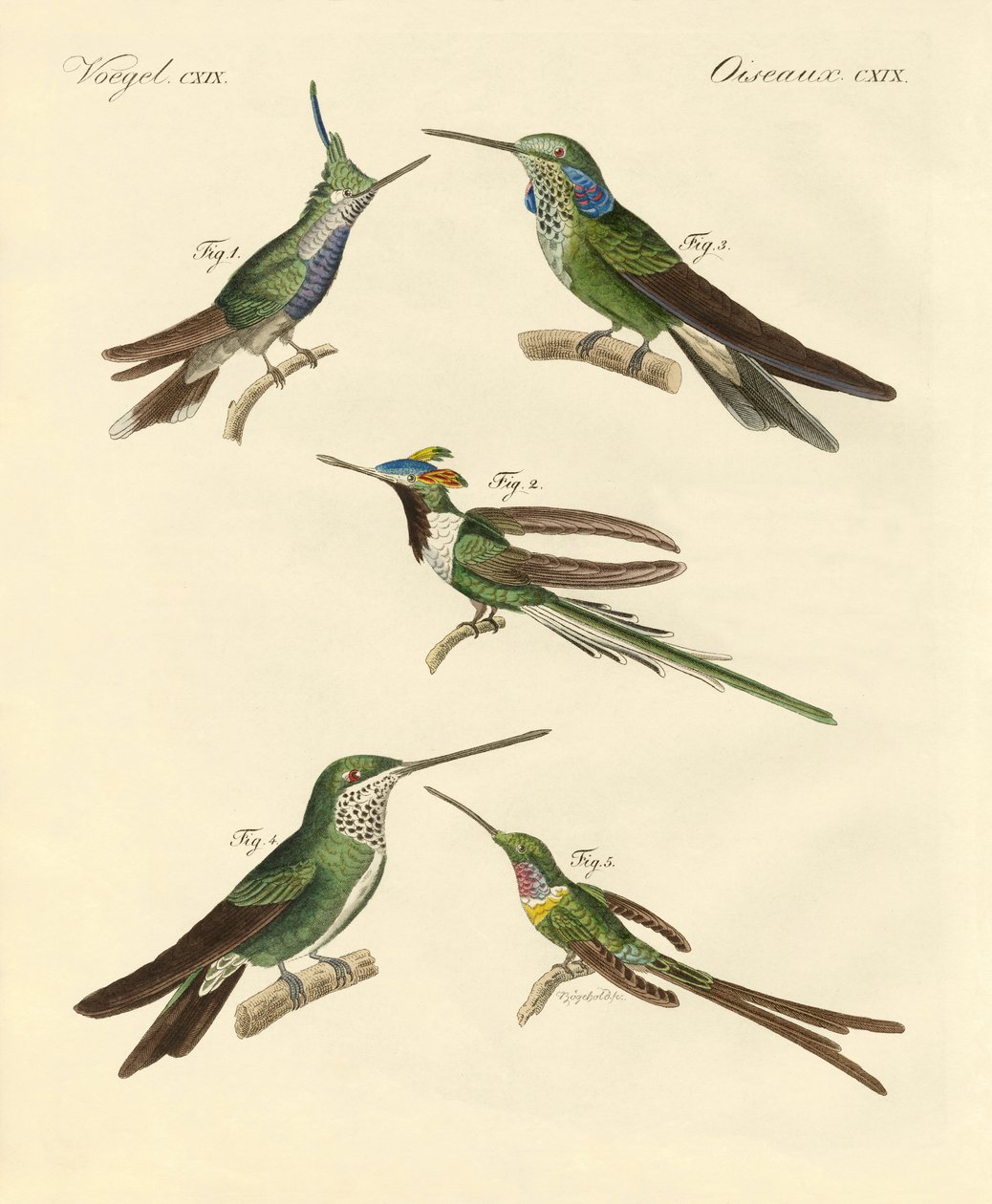 Seltsame Kolibris von German School
