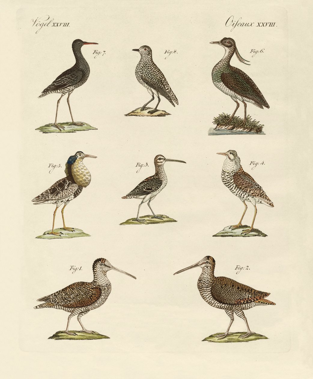 Seltsame Sumpfvögel von German School