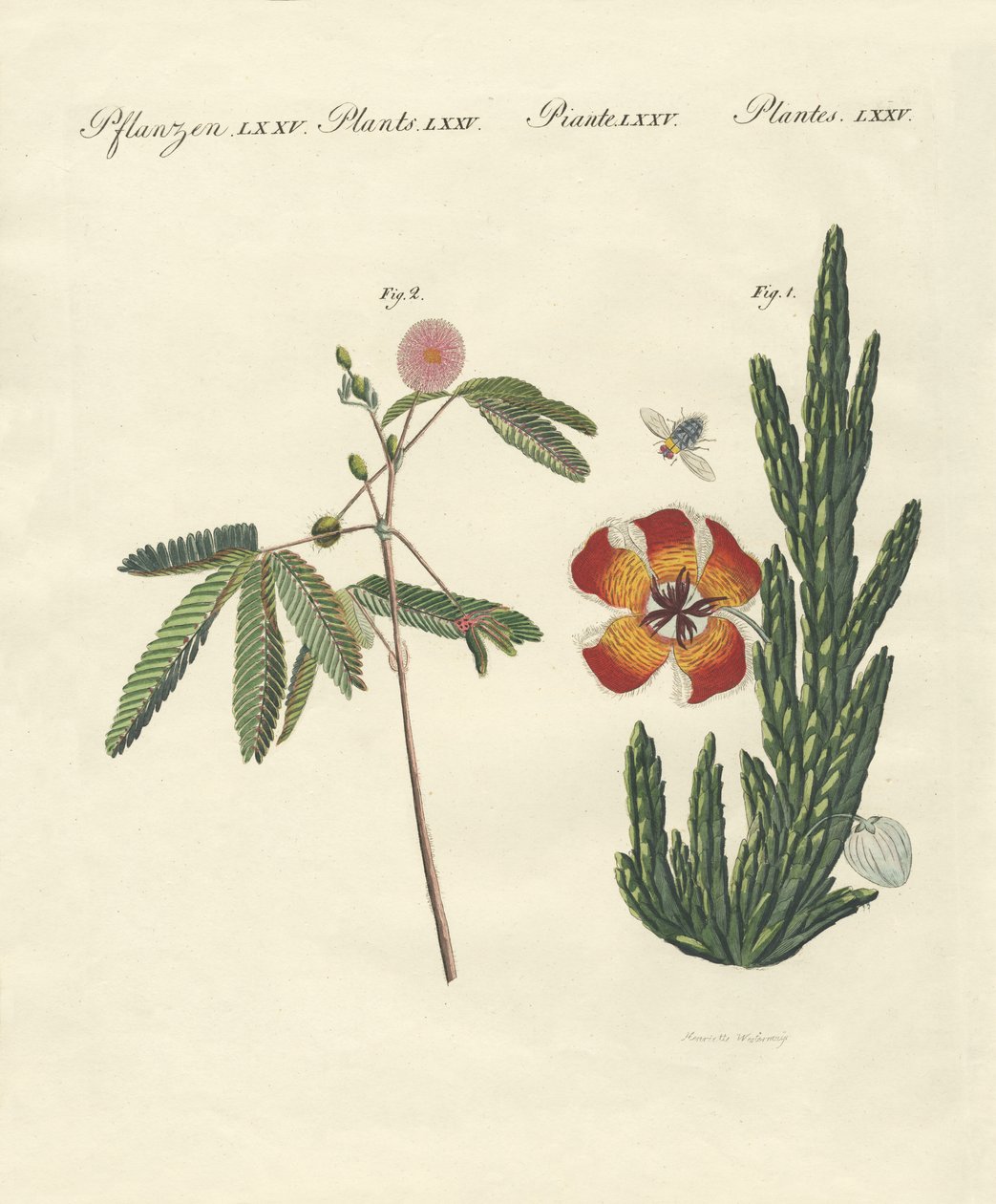 Seltsame Pflanzen von German School