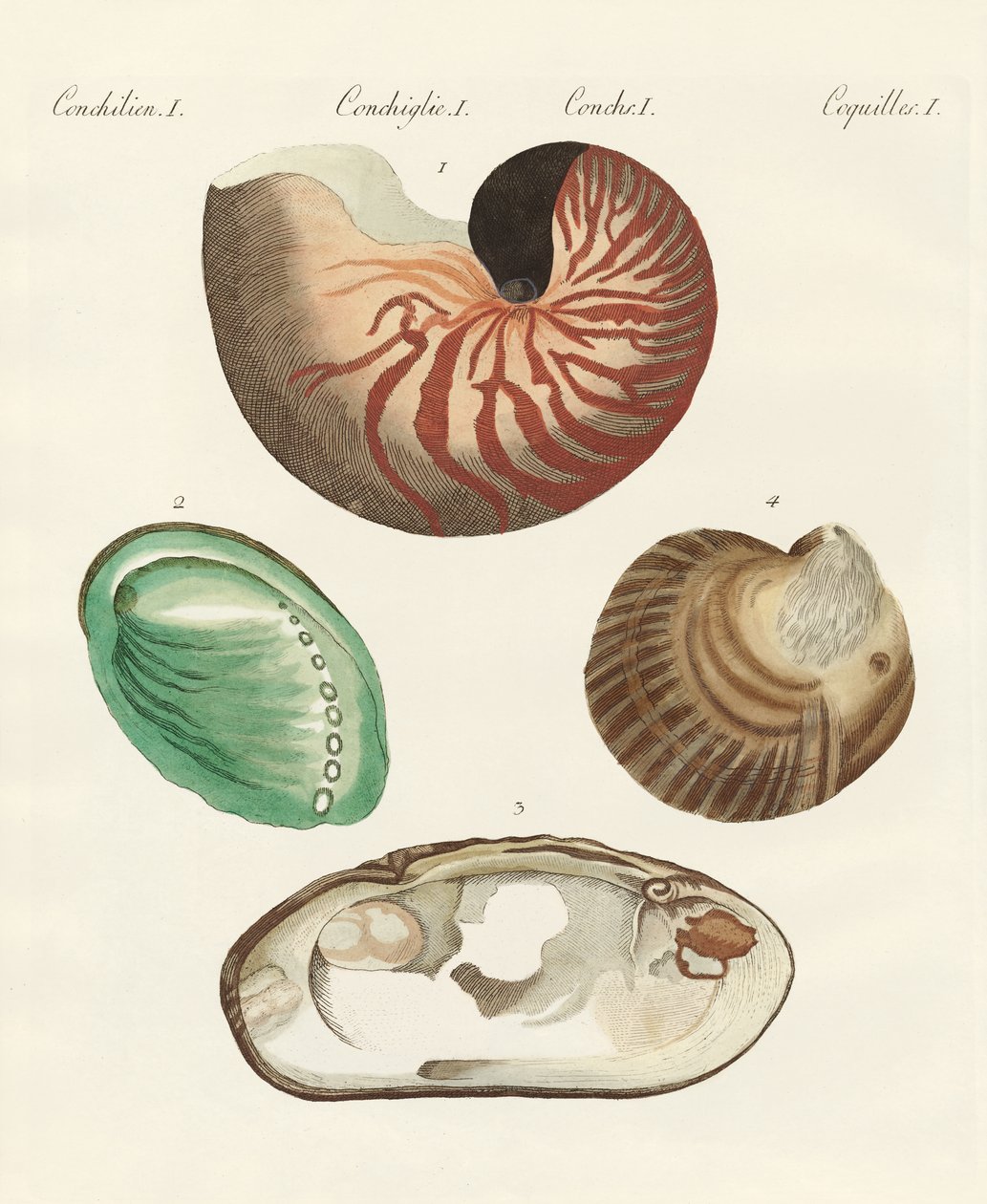 Seltsame Schnecken und Muscheln von German School